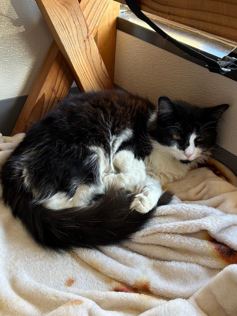 Enlarge Lovecraft OHC-255-25, a Adoptable mixed breed in Coupeville, WA image 4/6