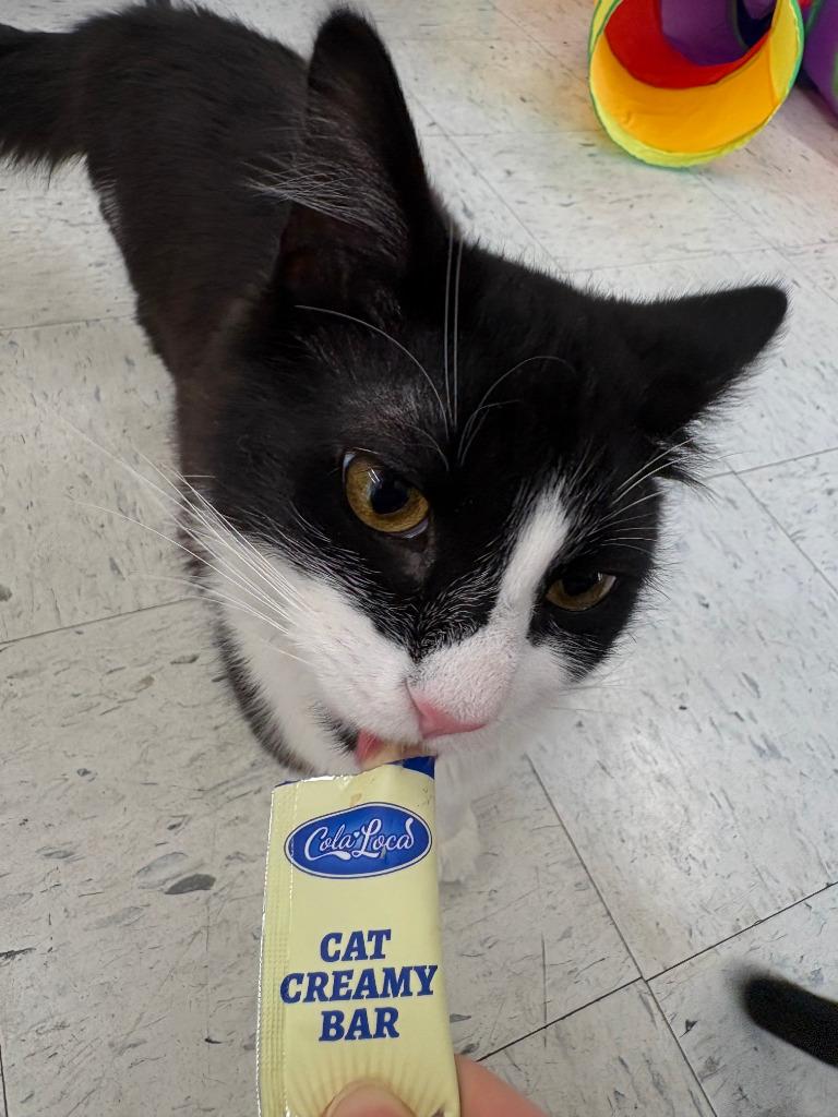 Enlarge Lovecraft OHC-255-25, a Adoptable mixed breed in Coupeville, WA image 5/6