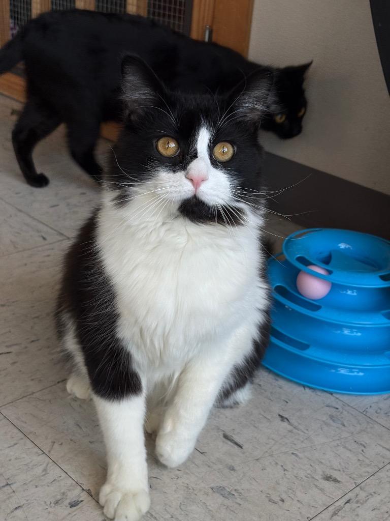 Enlarge Lovecraft OHC-255-25, a Adoptable mixed breed in Coupeville, WA image 6/6