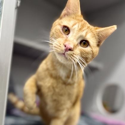 Enlarge Brinks, a Adoptable mixed breed in Atlanta, GA image 2/3