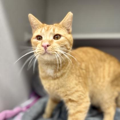 Enlarge Brinks, a Adoptable mixed breed in Atlanta, GA image 3/3