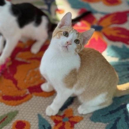 Casper Domestic Short Hair Cat