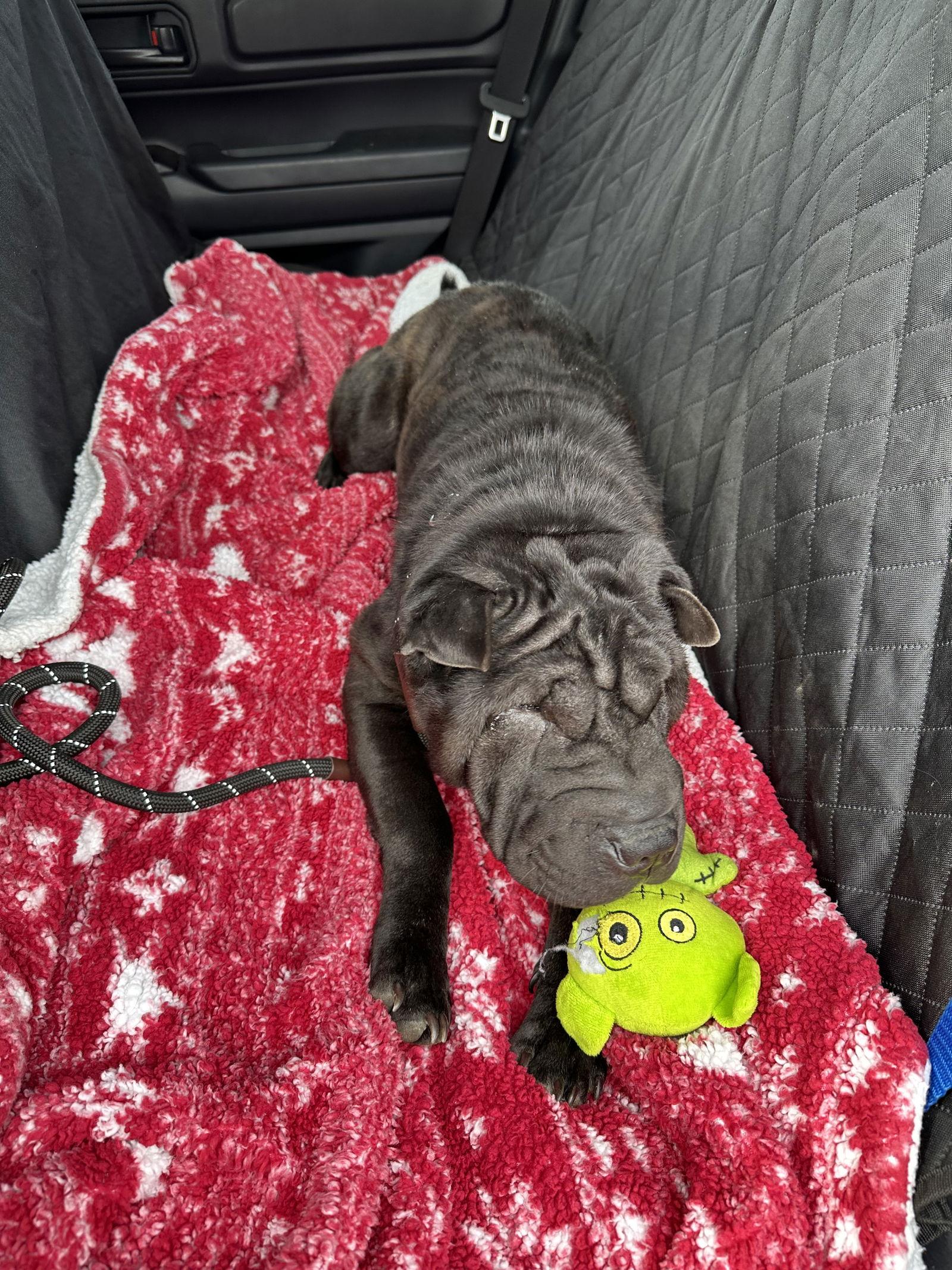 Onyx, Adoptable, Young Female Shar-Pei.