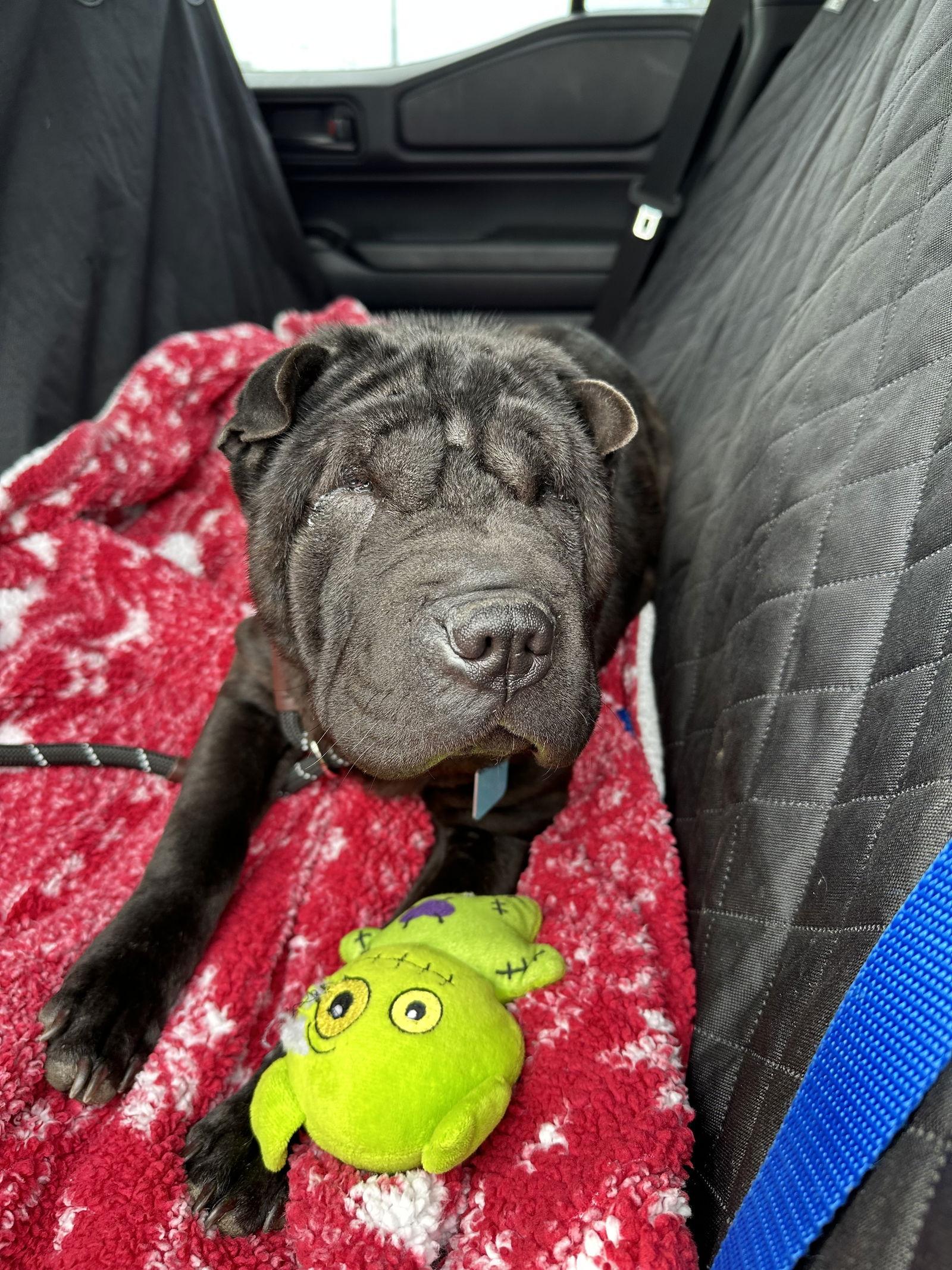 Onyx, a Adoptable Shar-Pei in San Antonio , TX image 2/3