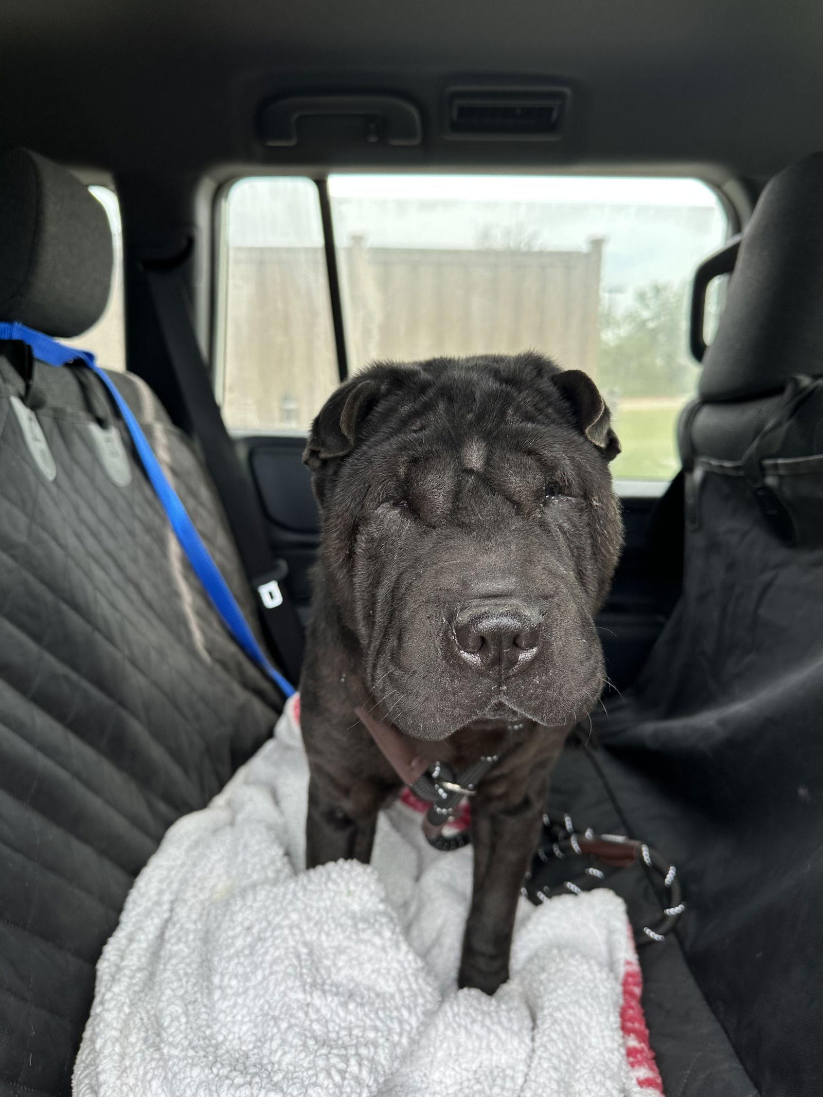 Onyx, a Adoptable Shar-Pei in San Antonio , TX image 3/3