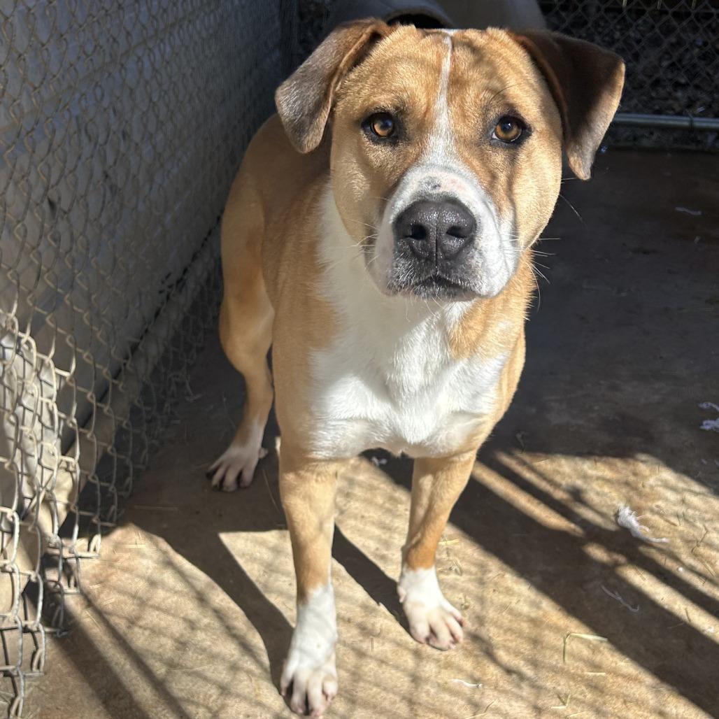 Enlarge Mystery, a Adoptable mixed breed in Enterprise, AL image 1/3