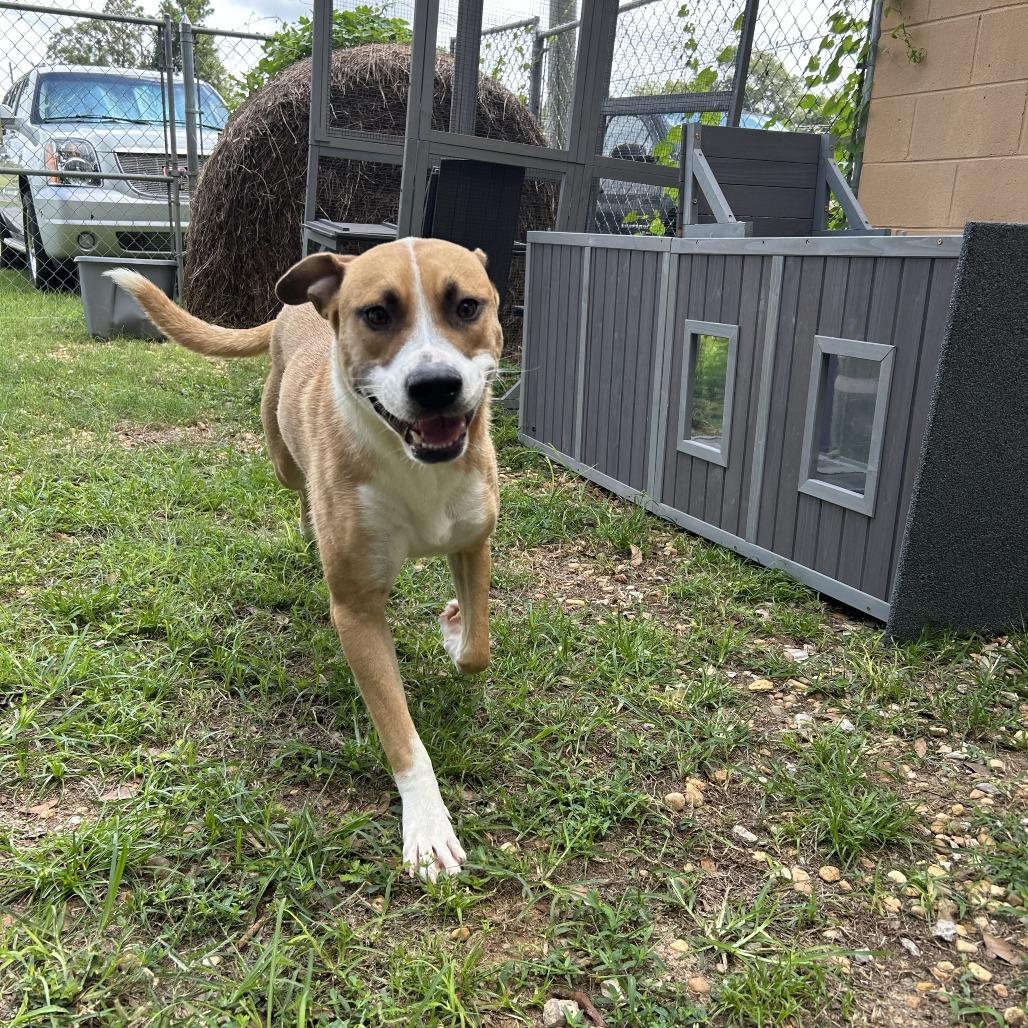 Enlarge Mystery, a Adoptable mixed breed in Enterprise, AL image 2/2