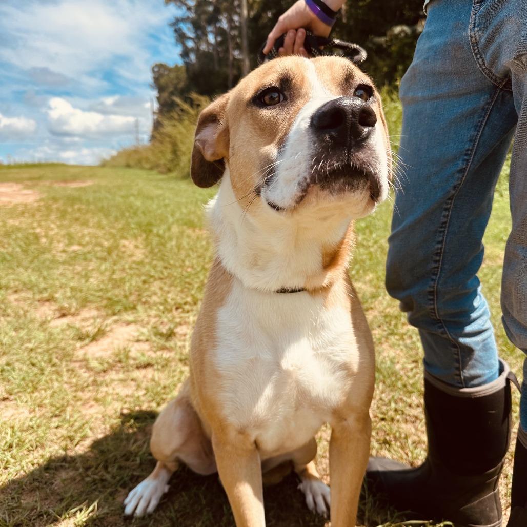 Mystery, a Adoptable mixed breed in Enterprise, AL image 2/2