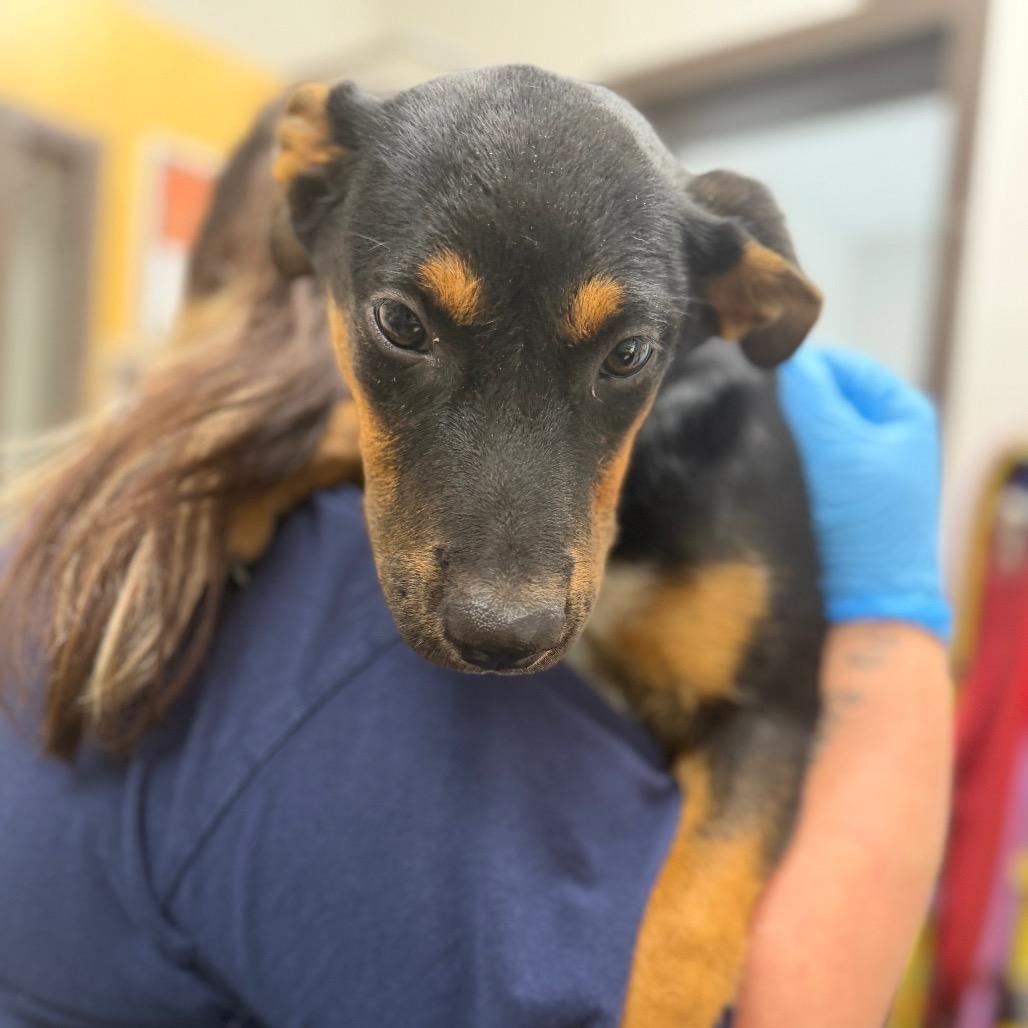 Waffles, Adoptable, Puppy Female Mixed Breed.