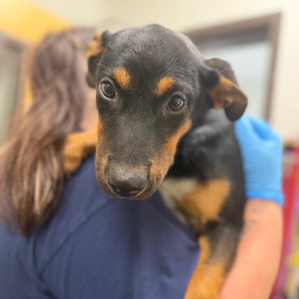 Enlarge Waffles, a Adoptable Mixed Breed in Columbiana, AL image 2/2