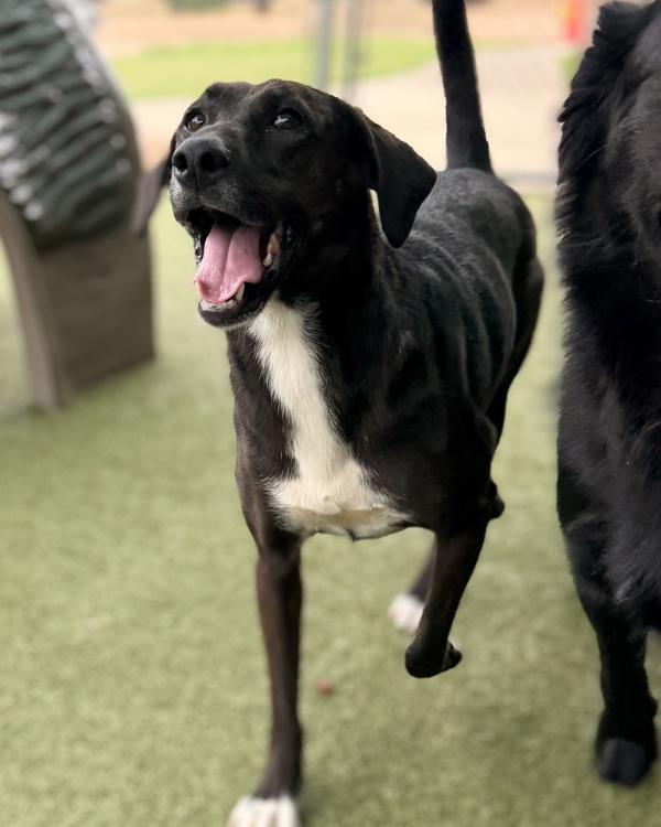 Enlarge June, a Adoptable mixed breed in Canton, GA image 1/1