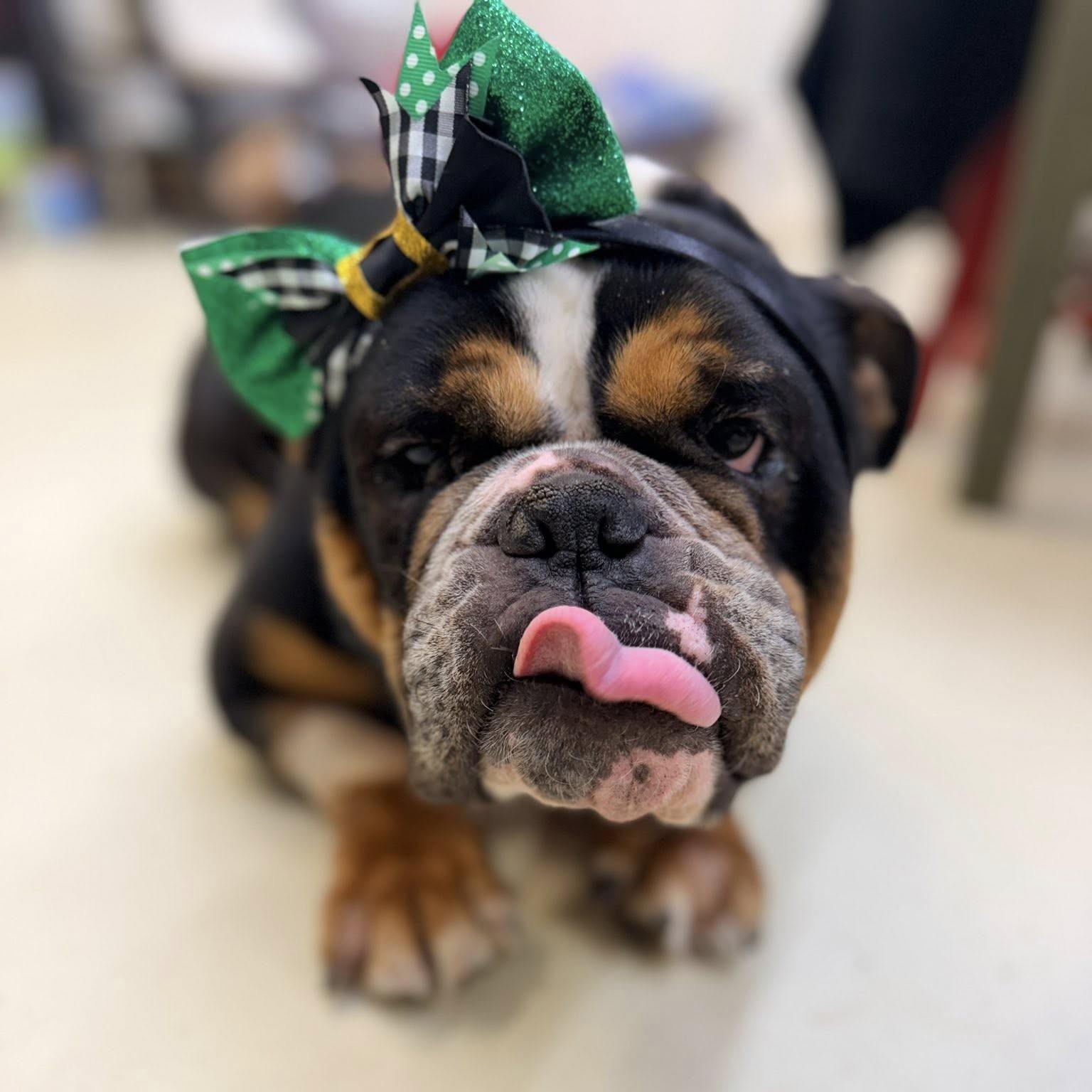 Nema, an adopted English Bulldog in Phoenixville, PA image 1/5