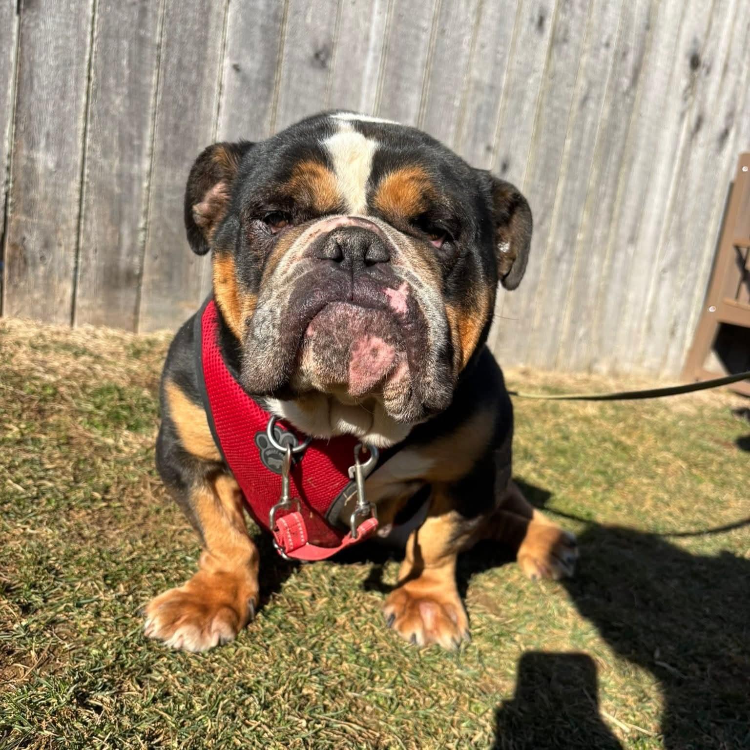 Nema, an adopted English Bulldog in Phoenixville, PA image 2/5