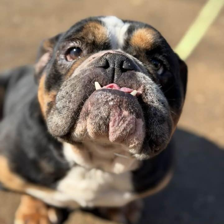 Nema, an adopted English Bulldog in Phoenixville, PA image 4/5