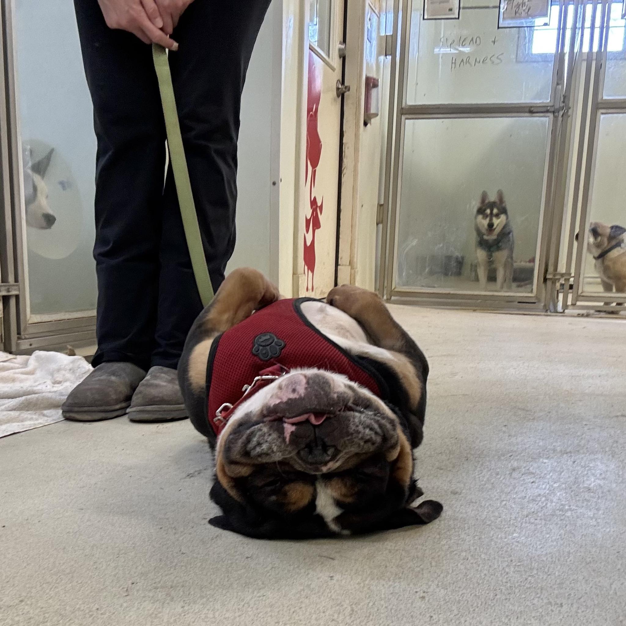 Nema, an adopted English Bulldog in Phoenixville, PA image 3/5