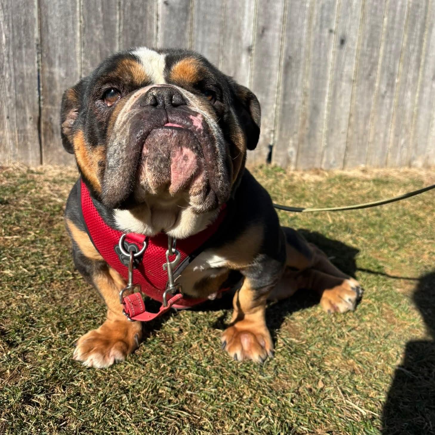 Nema, an adopted English Bulldog in Phoenixville, PA image 5/5