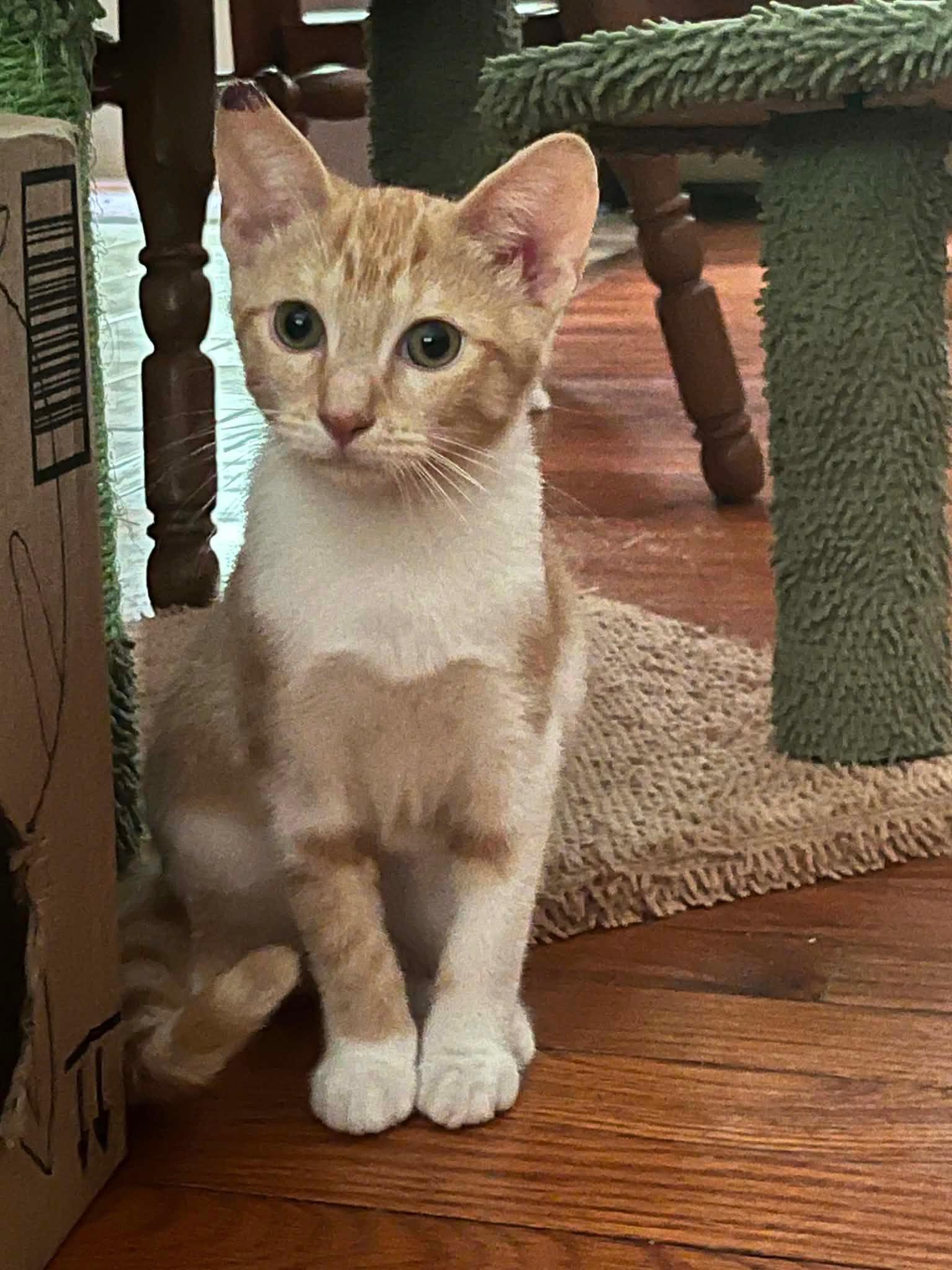 Enlarge Ismay, a Adopted Domestic Short Hair in Salt Point, NY image 1/1