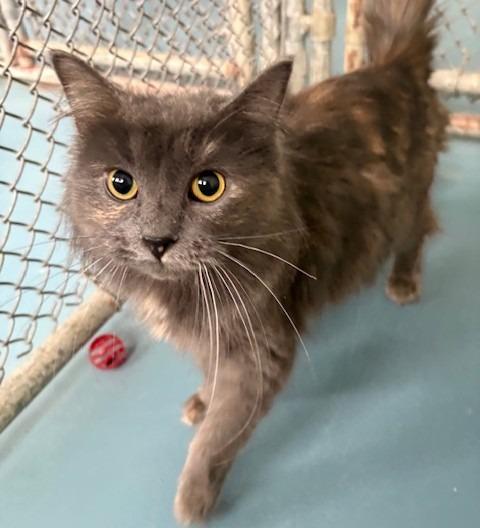 Sabrina, Adoptable, Young Female Domestic Medium Hair.