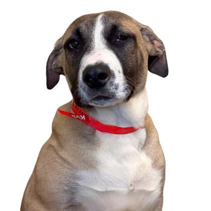 Cereal Milk, Adoptable, Puppy Female Mastiff & Mixed Breed.