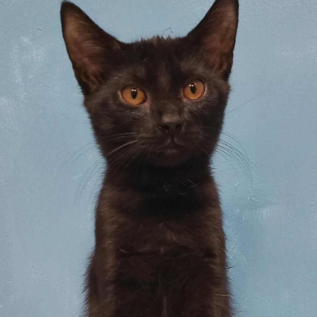 Franklin, Adoptable, Young Male Domestic Short Hair.