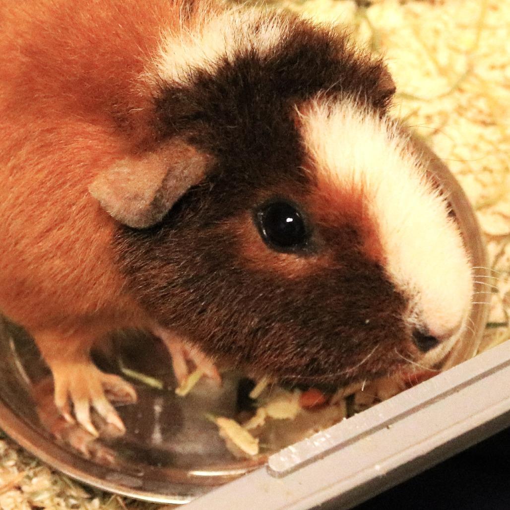 Sunny(25-4G-mom), Adoptable, Adult Female Guinea Pig.