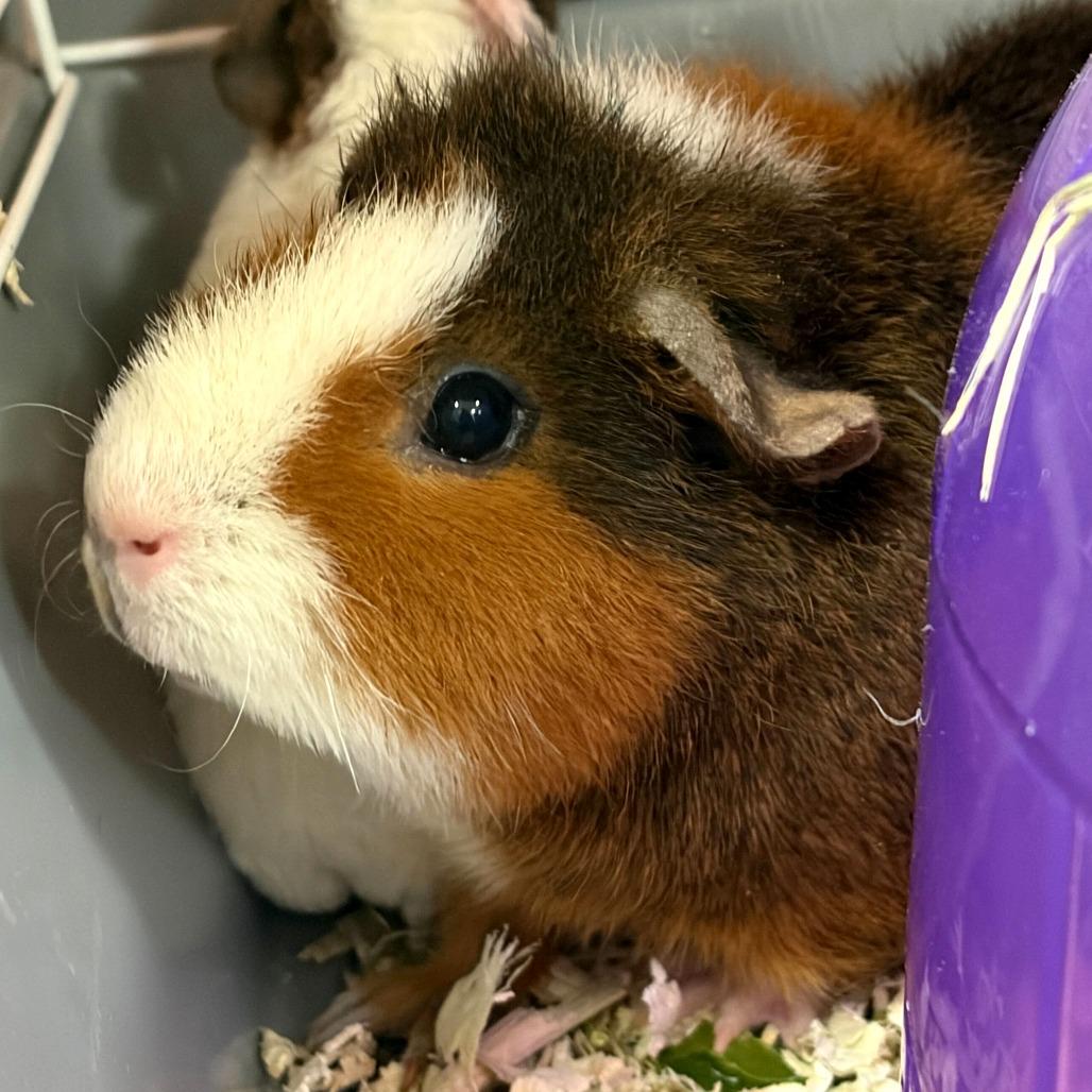 Sunny(25-4G-mom), Adoptable, Adult Female Guinea Pig.