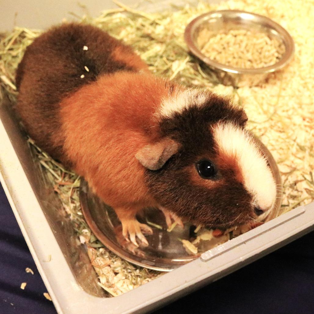 Enlarge Sunny(25-4G-mom), a Adoptable Guinea Pig in Rifle, CO image 3/4