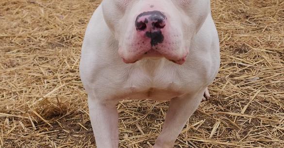 Enlarge Salem, a Adoptable mixed breed in Evansville, IN image 1/6