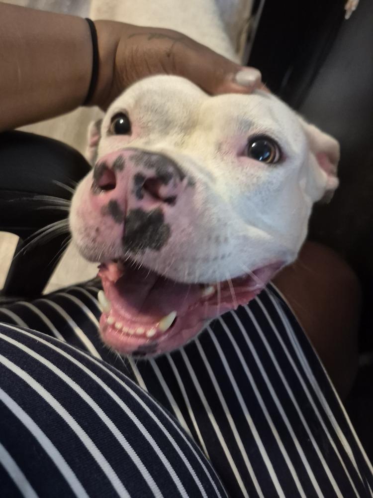 Salem, Adoptable, Adult Female Pit Bull Terrier.