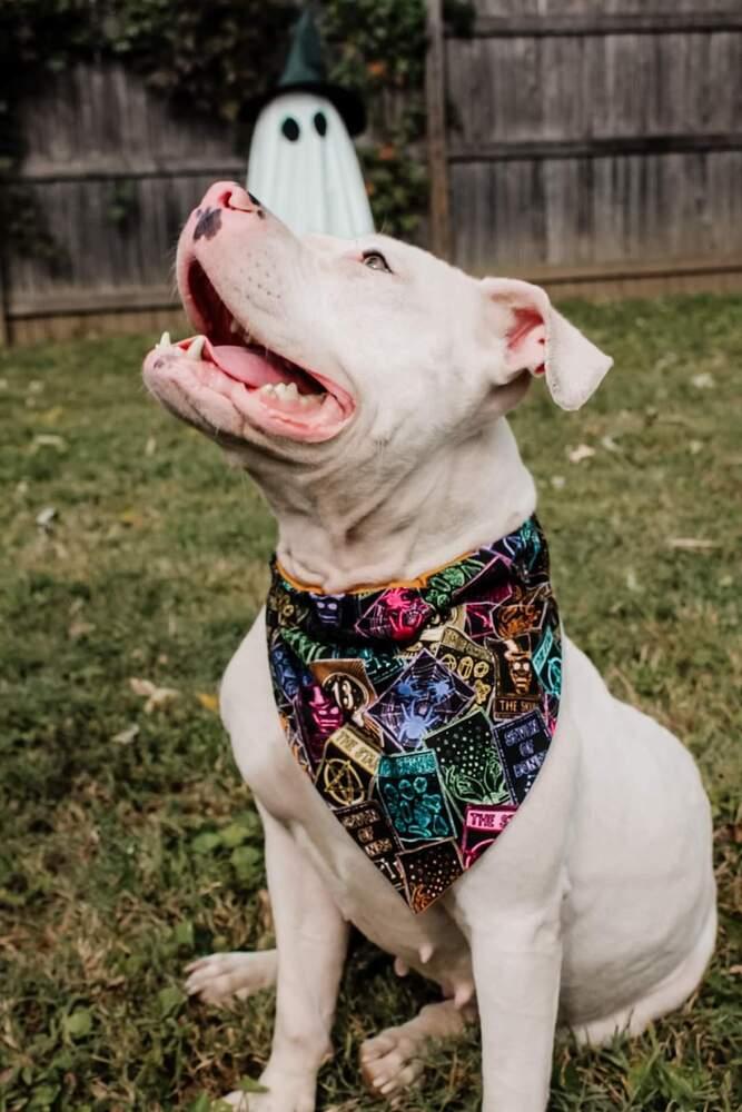 Enlarge Salem, a Adoptable mixed breed in Evansville, IN image 2/6