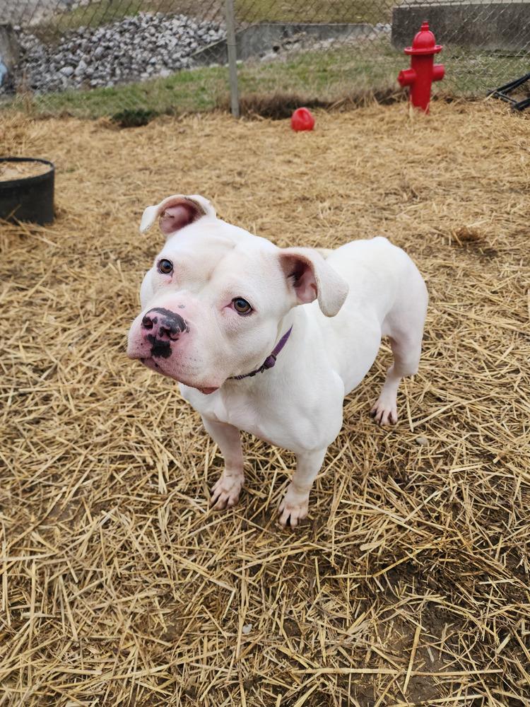 Enlarge Salem, a Adoptable mixed breed in Evansville, IN image 3/6