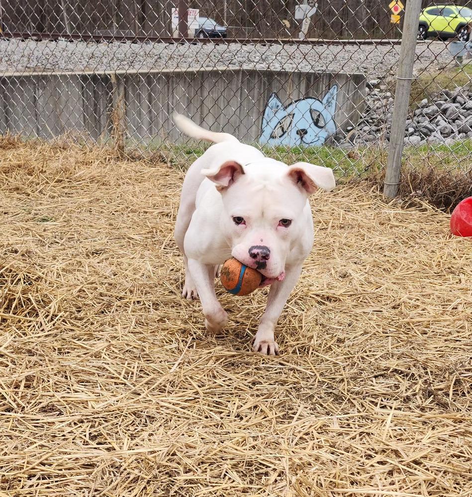 Enlarge Salem, a Adoptable mixed breed in Evansville, IN image 4/6