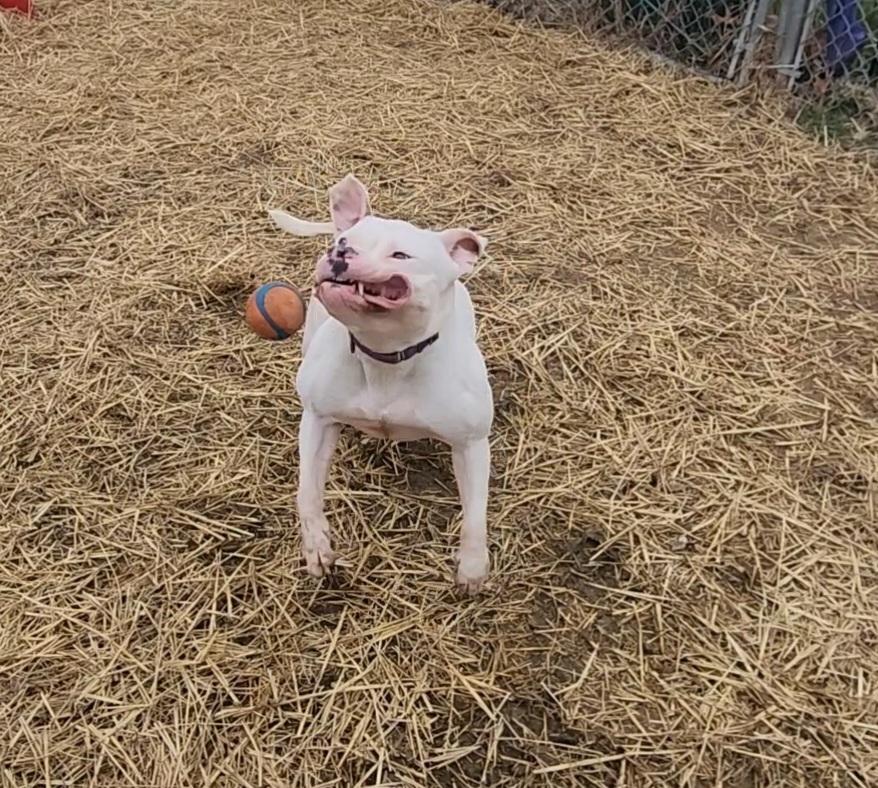 Enlarge Salem, a Adoptable mixed breed in Evansville, IN image 5/6