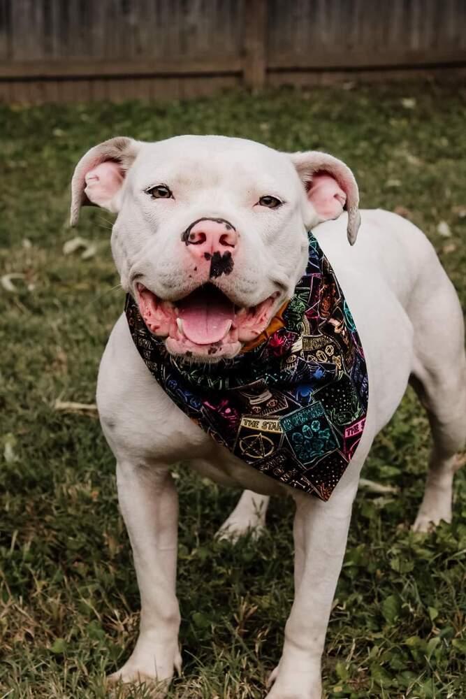 Enlarge Salem, a Adoptable mixed breed in Evansville, IN image 6/6