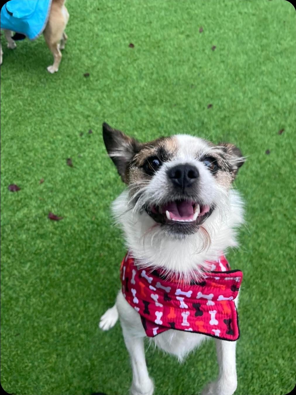 Enlarge Burgess, a Adoptable mixed breed in Buckley, WA image 2/6