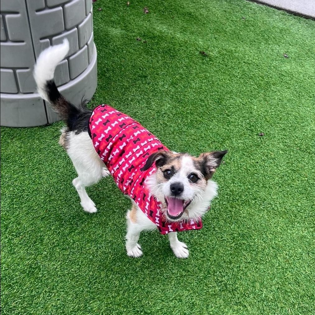 Burgess, Adoptable, Adult Male Jack Russell Terrier & Border Terrier.