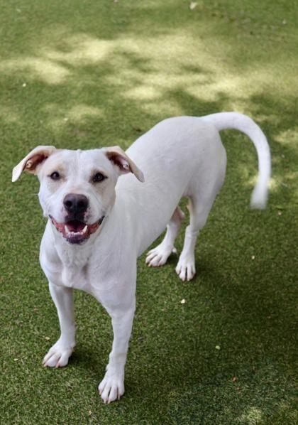 Eska, a Adoptable mixed breed in Picayune, MS image 1/3