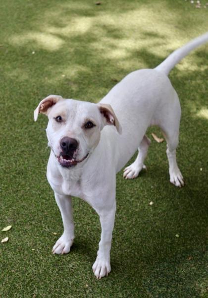 Eska, a Adoptable mixed breed in Picayune, MS image 2/3