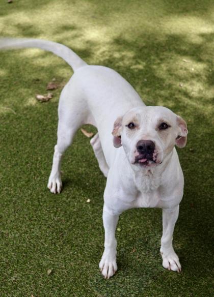 Eska, a Adoptable mixed breed in Picayune, MS image 3/3