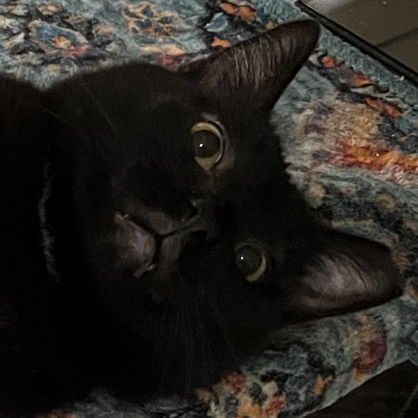 Johnny, Adoptable, Adult Male Domestic Short Hair.