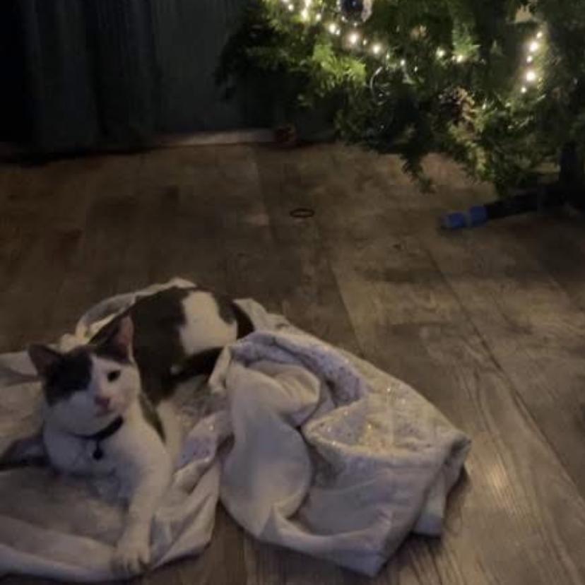 Enlarge Newton, a Adoptable Domestic Short Hair in Muscatine, IA image 1/3