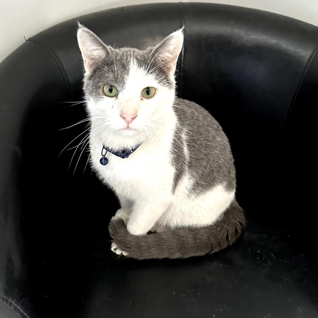 Enlarge Newton, a Adoptable Domestic Short Hair in Muscatine, IA image 2/6