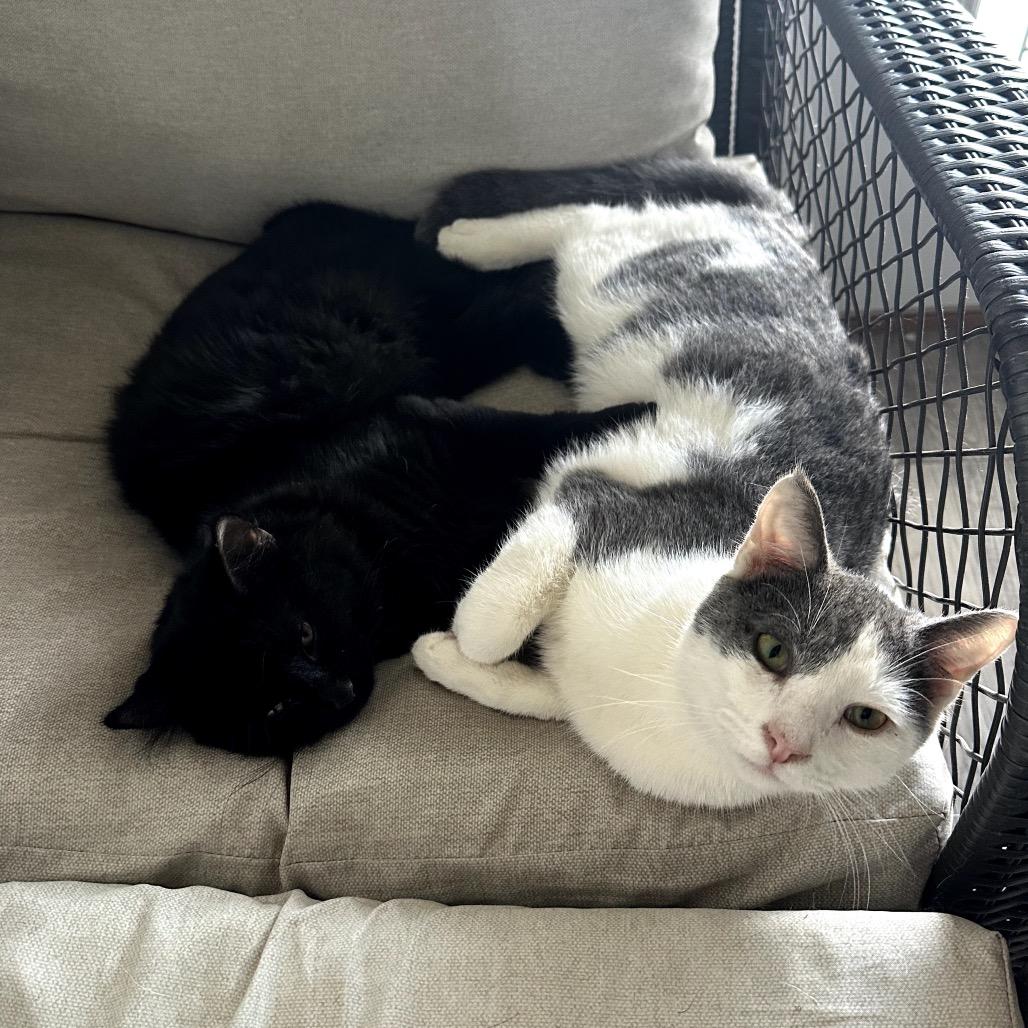 Enlarge Newton, a Adoptable Domestic Short Hair in Muscatine, IA image 3/6