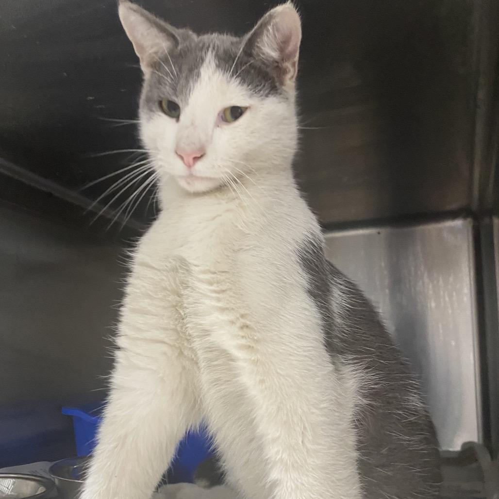 Enlarge Newton, a Adoptable Domestic Short Hair in Muscatine, IA image 2/3