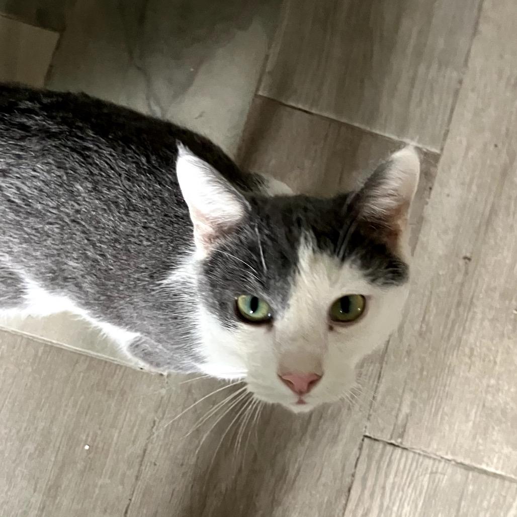 Enlarge Newton, a Adoptable Domestic Short Hair in Muscatine, IA image 5/6