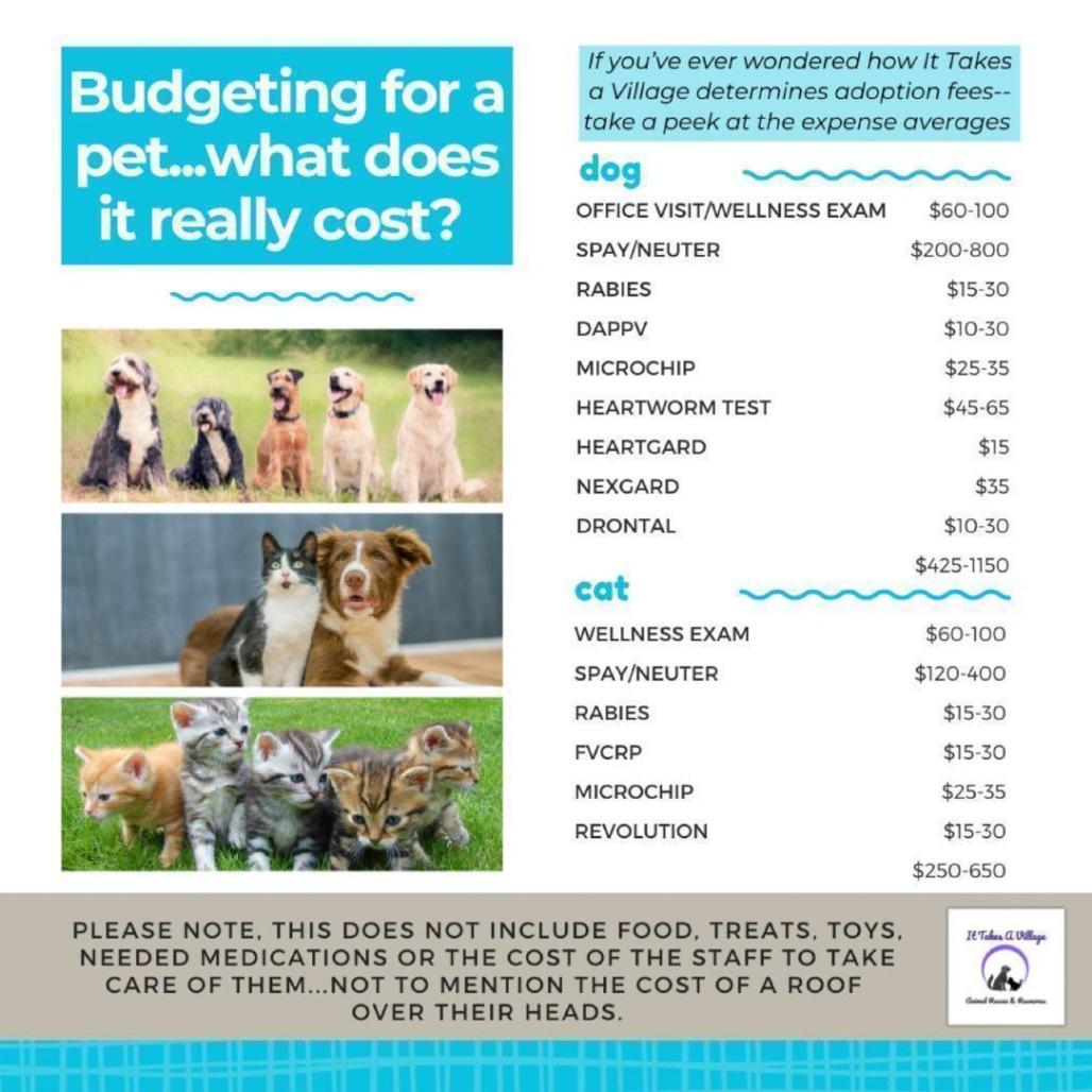 Enlarge Newton, a Adoptable Domestic Short Hair in Muscatine, IA image 3/3