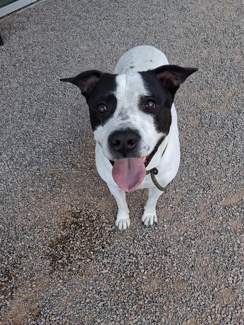 SNOOPY, Adoptable, Adult Male American Bulldog & Mixed Breed.