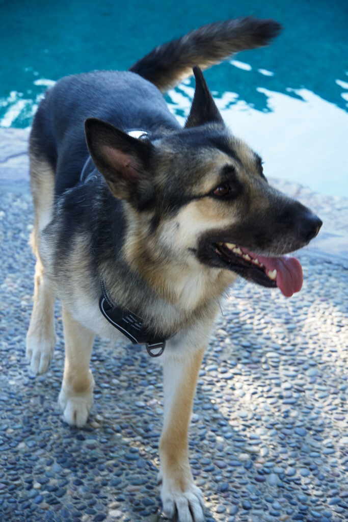 Lucky, a Adoptable German Shepherd Dog in Pleasant Grove, CA image 1/4