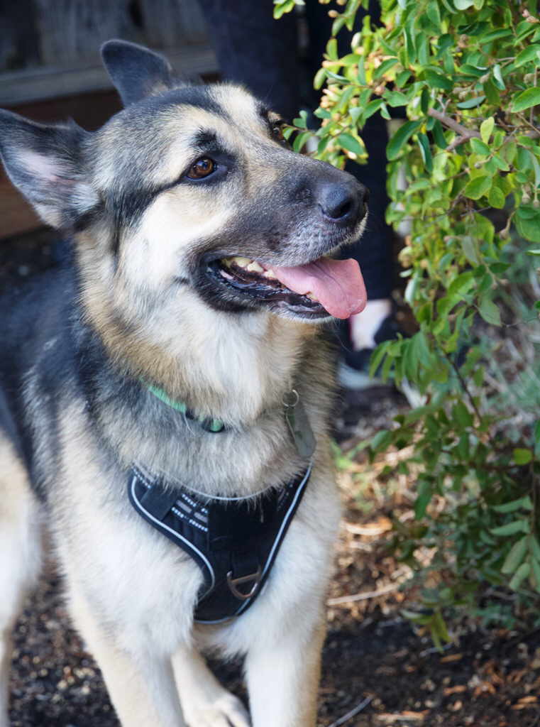 Lucky, a Adoptable German Shepherd Dog in Pleasant Grove, CA image 2/4