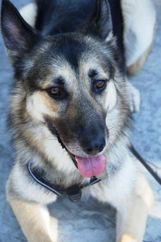 Lucky, a Adoptable German Shepherd Dog in Pleasant Grove, CA image 3/4
